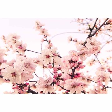 Digitaldruck-Tapete CherryBlossom livingwalls (1034332)