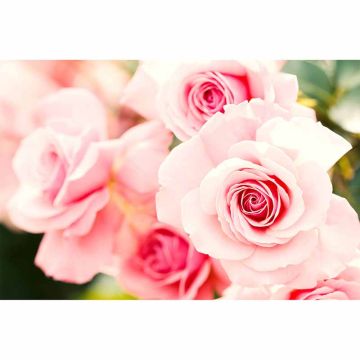 Digitaldruck-Tapete Rose livingwalls (1034333)