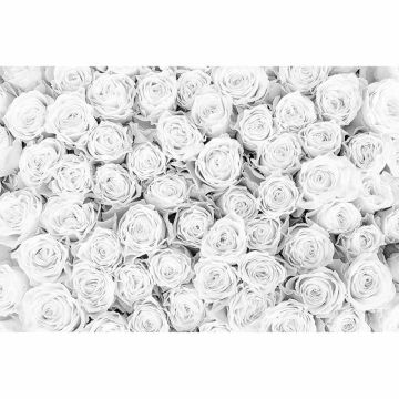 Digitaldruck-Tapete WhiteRoses livingwalls (1034336)