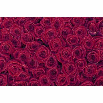 Digitaldruck-Tapete RedRoses livingwalls (1034337)