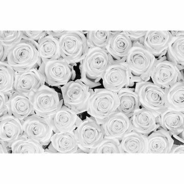 Digitaldruck-Tapete White Roses livingwalls (1034339)