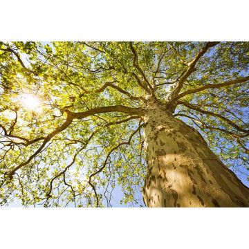 Digitaldruck-Tapete GreenCanopyTre livingwalls (1034343)