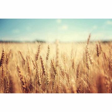 Digitaldruck-Tapete WheatField livingwalls (1034347)