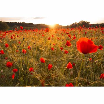 Digitaldruck-Tapete FlowersinField livingwalls (1034348)