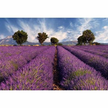 Digitaldruck-Tapete Lavender1 livingwalls (1034349)