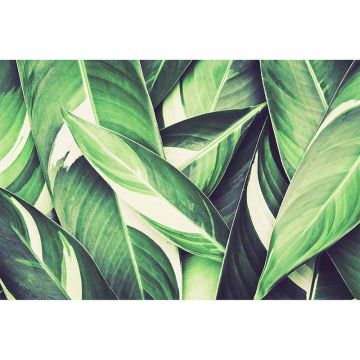 Digitaldruck-Tapete PamlsLeaf3 livingwalls (1034444)