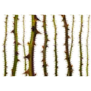 Digitaldruck-Tapete Blurred Thorns 1 Architects Paper (1031744)