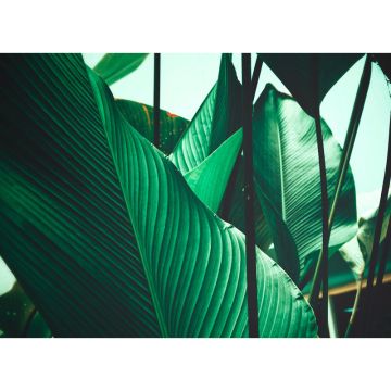 Digitaldruck-Tapete Leaf Stalks 1 livingwalls (1031885)