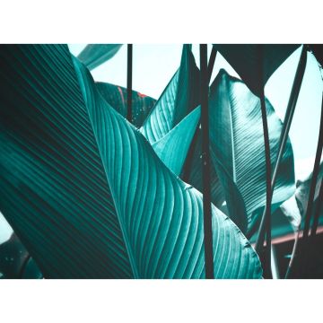 Digitaldruck-Tapete Leaf Stalks 2 livingwalls (1031886)
