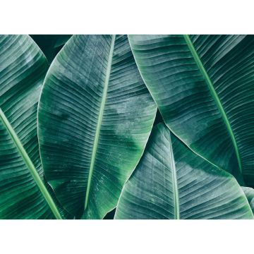 Digitaldruck-Tapete Banana Leaves 1 livingwalls (1031887)