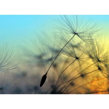 Digitaldruck-Tapete Flying Dandelion 1 livingwalls (1031902)