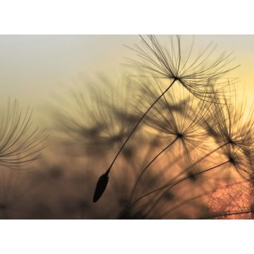 Digitaldruck-Tapete Flying Dandelion 2 livingwalls (1031903)