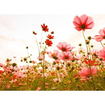 Digitaldruck-Tapete Flower Meadow 1 livingwalls (1031906)