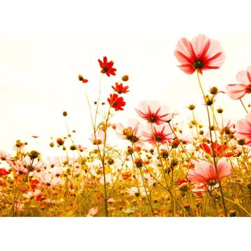 Digitaldruck-Tapete Flower Meadow 2 livingwalls (1031907)