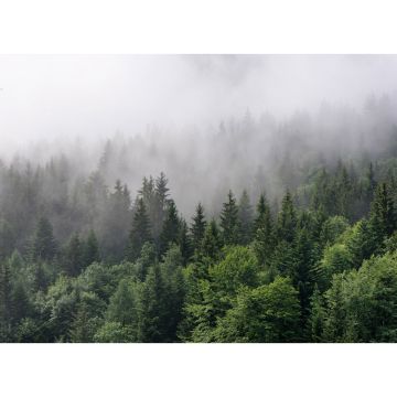 Digitaldruck-Tapete Foggy Fir Trees livingwalls (1031908)