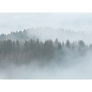 Digitaldruck-Tapete Misty Forest livingwalls (1031909)