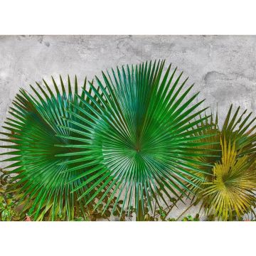 Digitaldruck-Tapete Agave Leaves livingwalls (1031962)