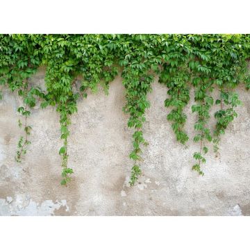 Digitaldruck-Tapete Climbing Leaves livingwalls (1031963)