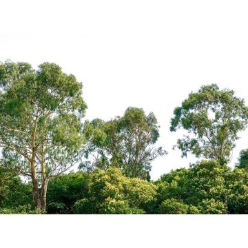 Digitaldruck-Tapete Treetop livingwalls (1032013)