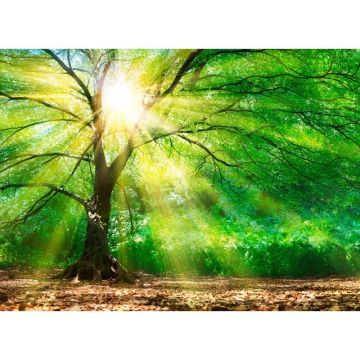Digitaldruck-Tapete Forest Light livingwalls (1032014)