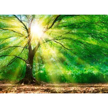 Digitaldruck-Tapete Forest Light livingwalls (1032014)