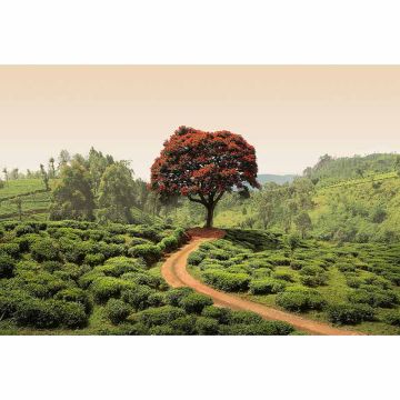Digitaldruck-Tapete Red Tree and Hills in Sri Lanka livingwalls (1033865)