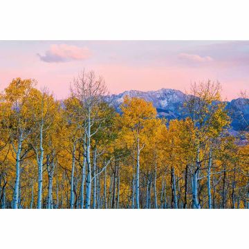Digitaldruck-Tapete Birches and Mountains livingwalls (1033876)