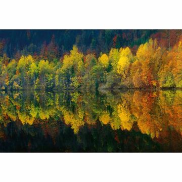Digitaldruck-Tapete Autumn Forest Lake livingwalls (1033877)