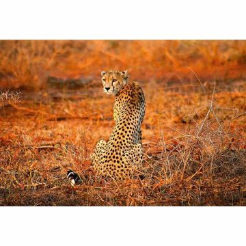 Digitaldruck-Tapete Leopard Safari livingwalls (1033882)