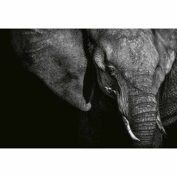 Digitaldruck-Tapete Beautiful Elephant livingwalls (1033884)