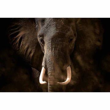Digitaldruck-Tapete Elephant Ivory livingwalls (1033886)