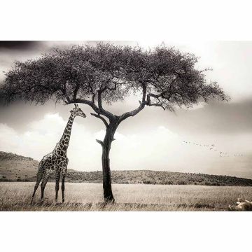 Digitaldruck-Tapete Giraffe Safari livingwalls (1033887)
