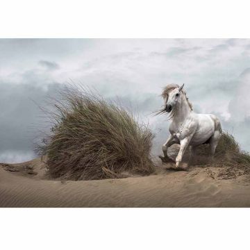 Digitaldruck-Tapete White Wild Horse livingwalls (1033889)