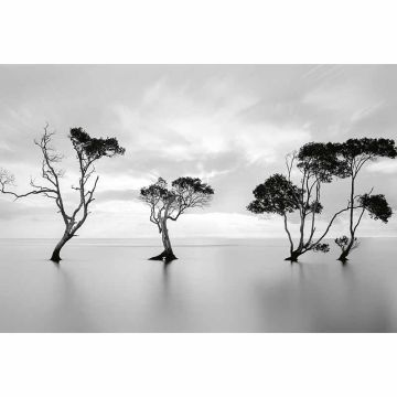 Digitaldruck-Tapete Trees in the Still Water livingwalls (1033894)