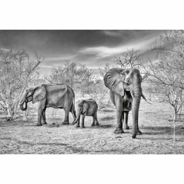Digitaldruck-Tapete Elephant Family livingwalls (1033895)