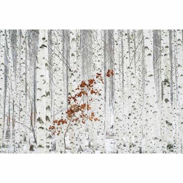 Digitaldruck-Tapete White Birch Forest livingwalls (1033901)