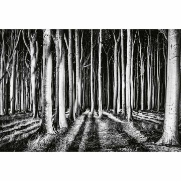 Digitaldruck-Tapete Ghost Forest livingwalls (1033903)