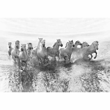 Digitaldruck-Tapete White Horses livingwalls (1033905)