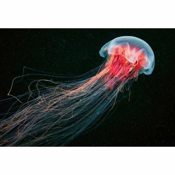 Digitaldruck-Tapete Jellyfish livingwalls (1033907)
