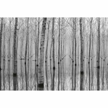 Digitaldruck-Tapete Birch Forest in the Water livingwalls (1033910)