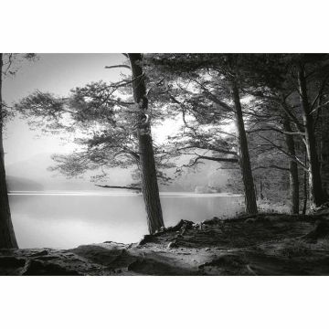 Digitaldruck-Tapete Forest Lake livingwalls (1033917)