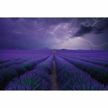 Digitaldruck-Tapete Field of Lavender livingwalls (1033927)