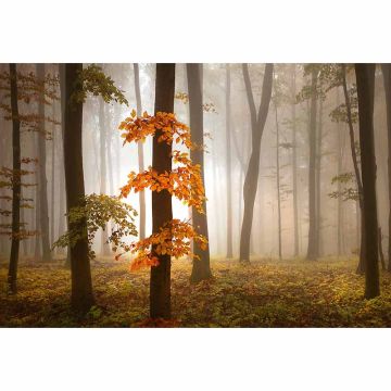 Digitaldruck-Tapete Foggy Autumn Forrest livingwalls (1033928)