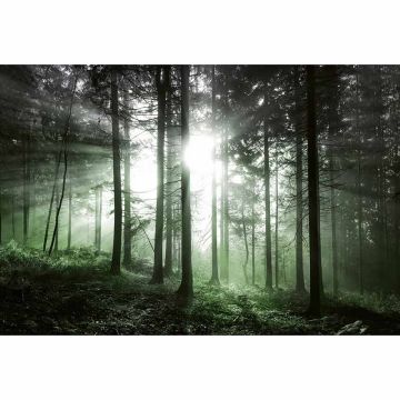 Digitaldruck-Tapete Sun Rays livingwalls (1033934)