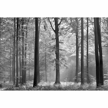 Digitaldruck-Tapete Avalon livingwalls (1033947)