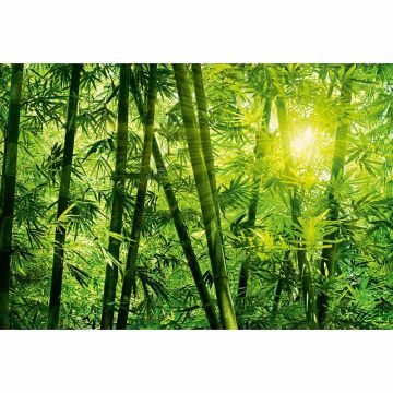Digitaldruck-Tapete Bamboo Forest livingwalls (1033949)