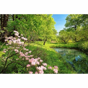 Digitaldruck-Tapete Park in the Spring livingwalls (1033954)