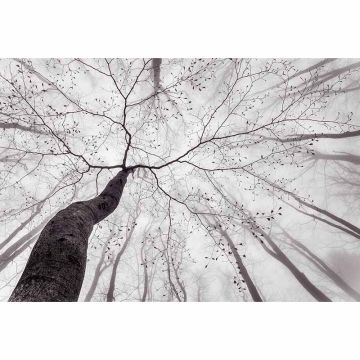 Digitaldruck-Tapete Inside the Trees livingwalls (1033959)