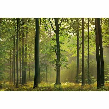 Digitaldruck-Tapete Autumn Forest livingwalls (1033965)