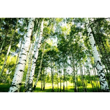 Digitaldruck-Tapete Sunshine Forest livingwalls (1033975)
